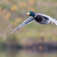 *** :: Владимир Безбородов *** :: Владимир Безбородов