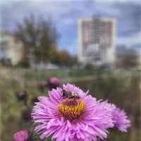 Последние (осенние) букашки 2025 . . . :: AZ east3 Последние (осенние) букашки 2025 . . . :: AZ east3