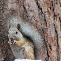 Завтрак :: Любовь Сахарова