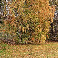 Осень..Осыпается золото берез! :: Владимир 