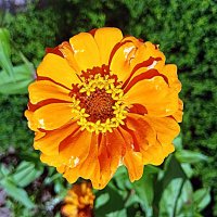 Цветы. :: Владимир Драгунский