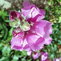 Цветы. :: Владимир Драгунский Цветы. :: Владимир Драгунский