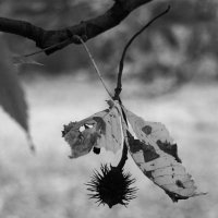 Почти парит :: Лариса Корж