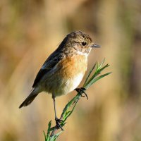 Чекан. :: Николай Волков Чекан. :: Николай Волков
