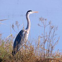Серая цапля. :: Николай Волков