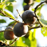 Забытые в августе :: AleksSPb Лесниченко