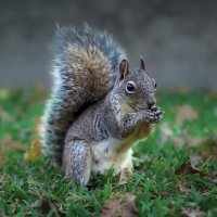 Белка :: Aleksey Afonin