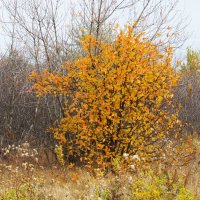 октябрь :: Елена Шаламова