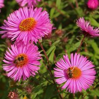 Трудяги на сентябринках :: Светлана 