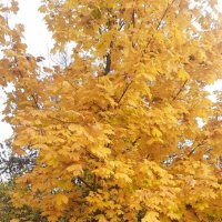 Клен :: Елена Семигина