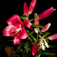 Лилия :: Александр Силинский