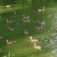 Жаждующие... :: Рита Симонова