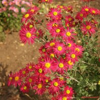 Радует цветеньем наш октябрь тёплый.... :: Андрей Заломленков Радует цветеньем наш октябрь тёплый.... :: Андрей Заломленков