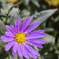 Лютики-цветочки :: Валерий Ткаченко