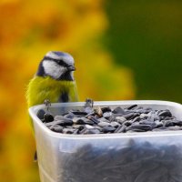 Немой вопрос :) :: Юрий Куликов