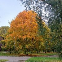 Золотая осень :: Ольга Довженко