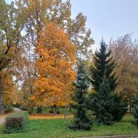 Осень в парке :: Ольга Довженко