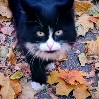 Встреча на пргулке :: Надежда 