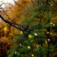 Редколистье. :: Александр Кондаков