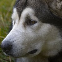 Ярик. :: leff Postnov