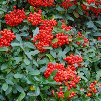 Осенние краски. :: Lucy Schneider 