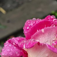 Роза :: Валерий Ткаченко