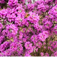 Американский шалфей :: Александр Деревяшкин