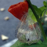 *** :: Зоя Мишина