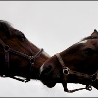 ** :: Сергей Премонишын