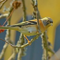 про юрка осеннего ... :: Andrey Bragin 