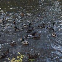 Осенние сборы :: Freddy 97