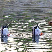 Поплавки ))) :: Владимир Куликов