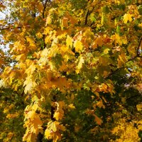 Ветки клёна :: Александр Синдерёв