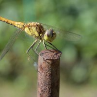 Позирует :: Иван Генералов