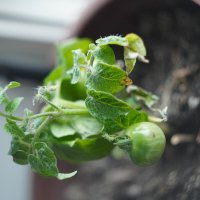 Черри :: Павел Трунцев Черри :: Павел Трунцев