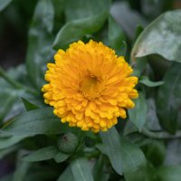 Краски золотой осени. Календула :: villy 