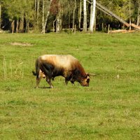 дикий мир осенью :: ИННА ПОРОХОВА дикий мир осенью :: ИННА ПОРОХОВА
