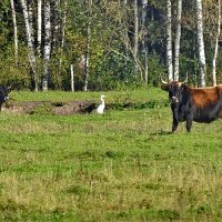 дикий мир осенью :: ИННА ПОРОХОВА