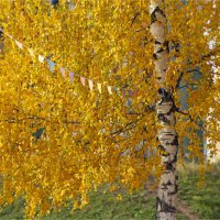 золотая берёзка :: Анастасия Северюхина