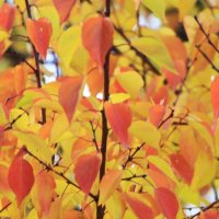 ......... :: Сергей Оплачко