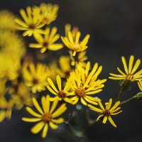 Осенний букет :: Игорь Протасов