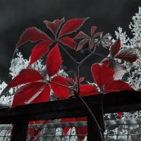 На мотив Юнны Мориц :: Victor Vinocurov