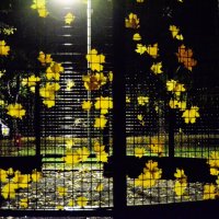 Инсталляция осени. :: Наталья Вязигина