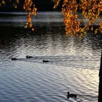 еще не улетели :: Олег Лукьянов