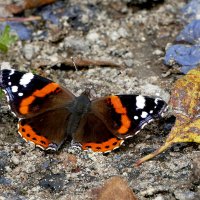 опять бабочки 15 :: Александр Прокудин