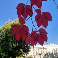 Виноград :: Сапсан 