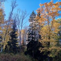 Осень :: Сапсан 