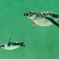 Пингвин :: SanSan 