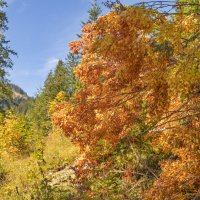 осень :: vladimir 