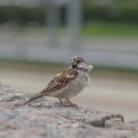 ___ :: Yuriy V ___ :: Yuriy V